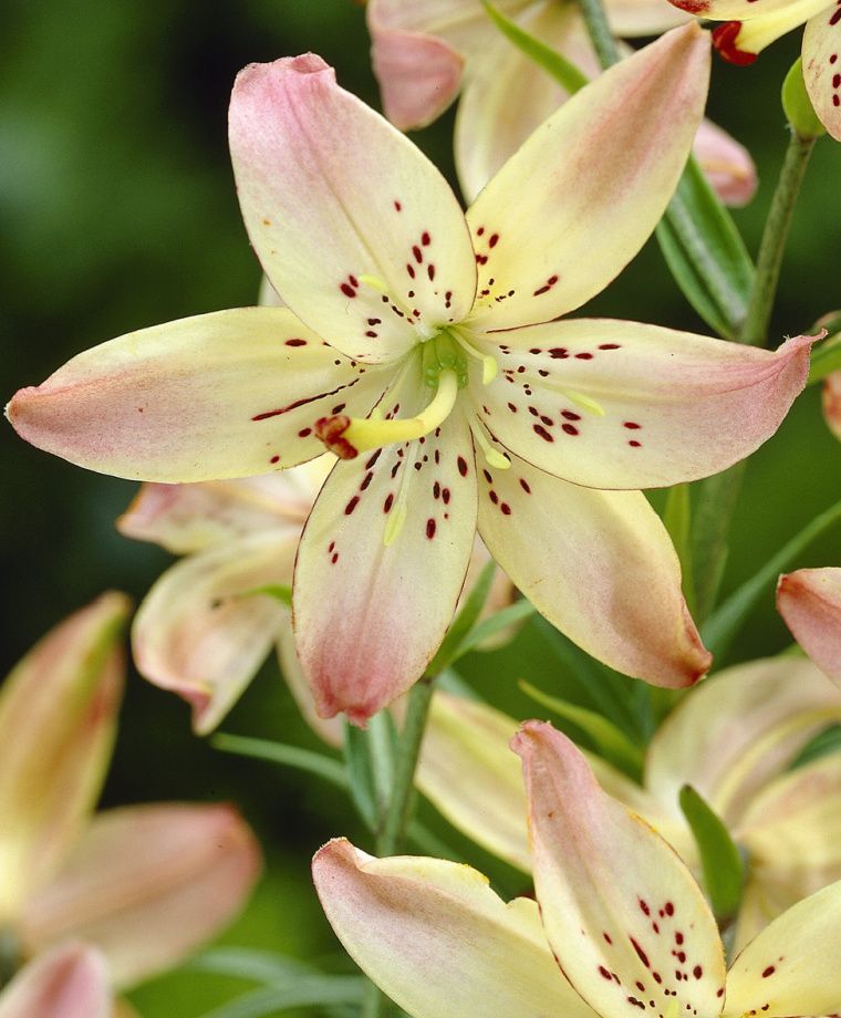 Corsage Hybrid Lily