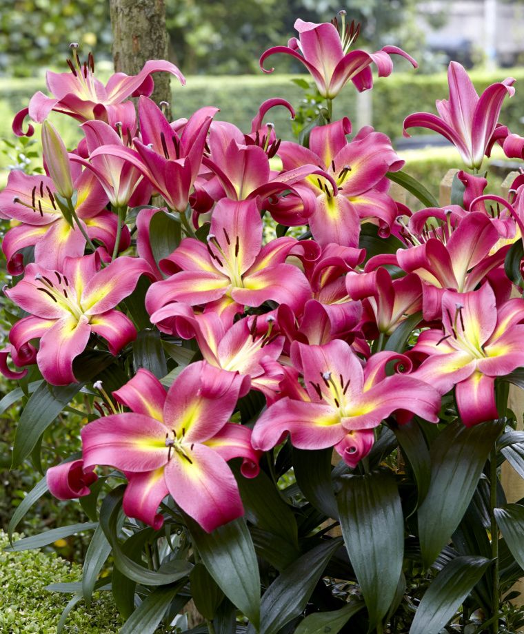 Empoli Oriental x Trumpet Lily