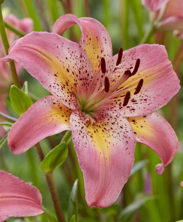 Fancy Dance Hybrid Lily Plants online shopping