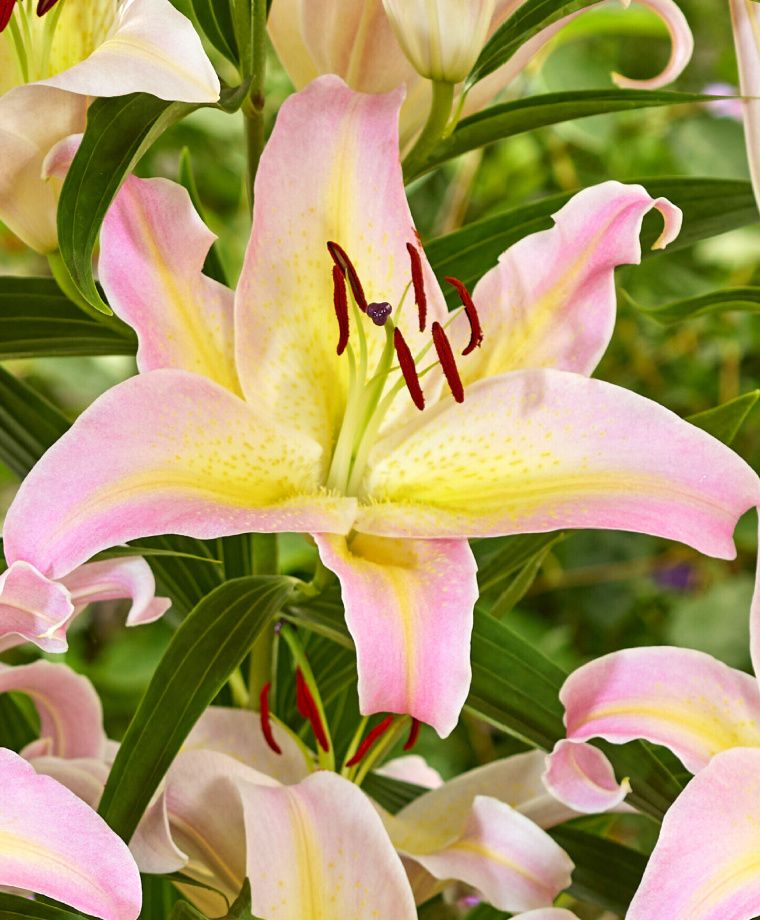 Hocus Pocus Oriental Lily Plants online shopping