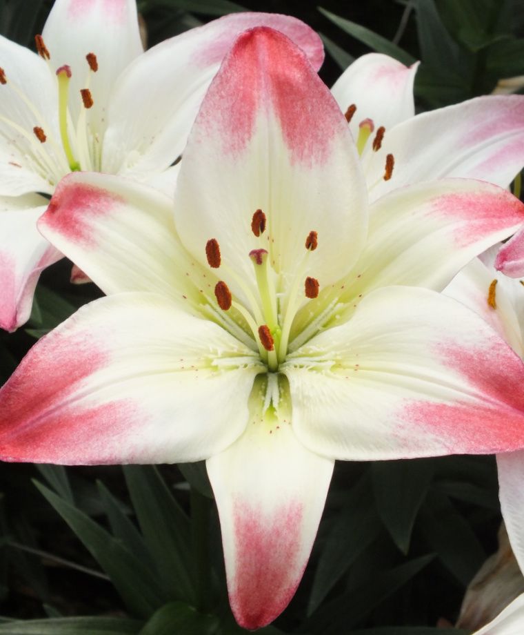 Lollipop Asiatic Hybrid Lily Plants online shopping