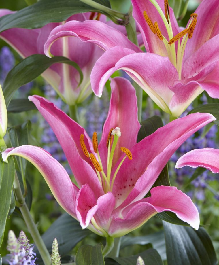 Mount Cook Oriental Lily