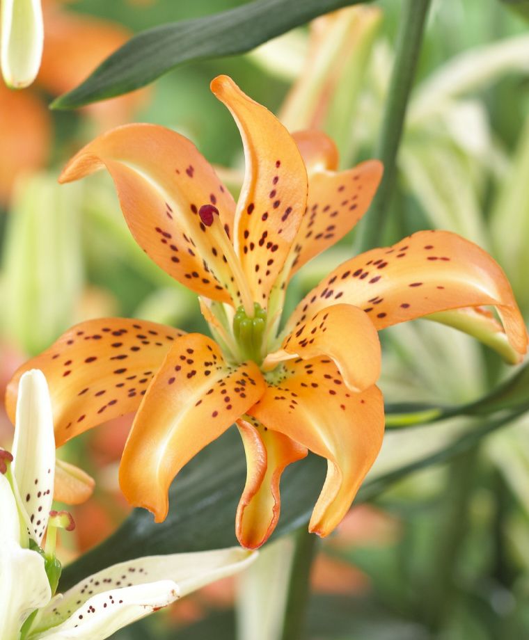 Must See Asiatic Hybrid Lily Plants online shopping