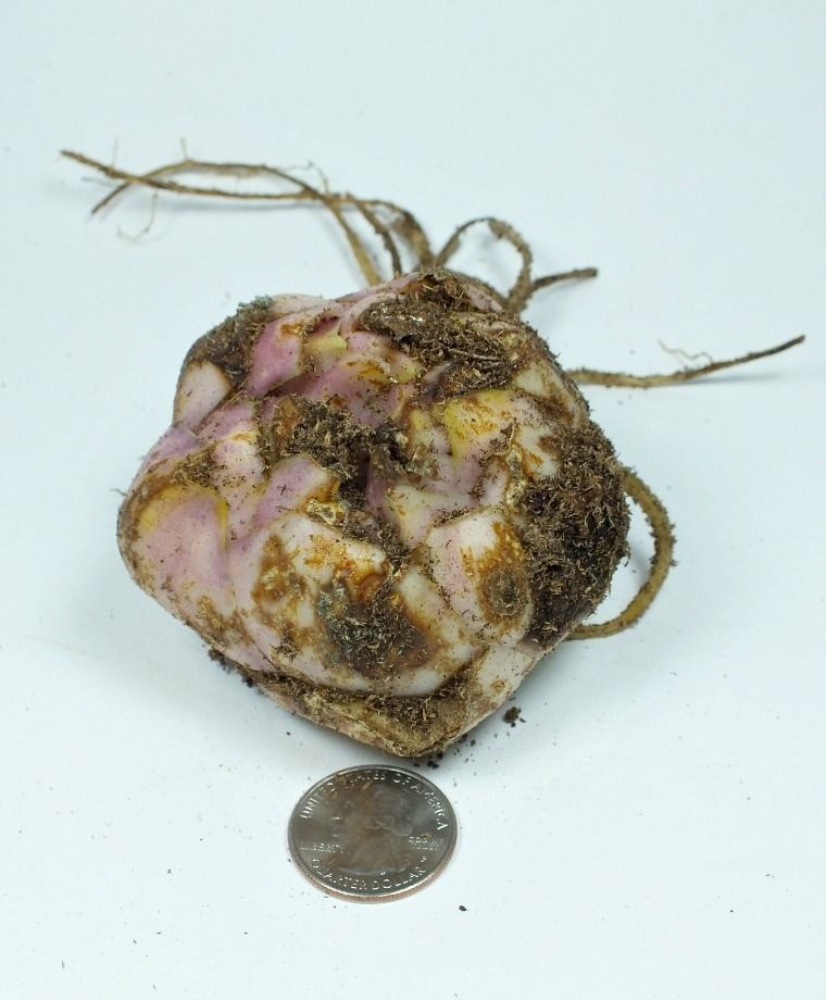 Montego Bay Oriental x Trumpet Lily