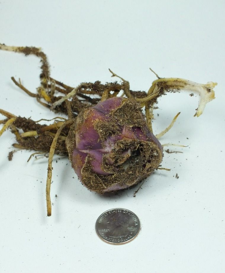 Purple Prince Oriental x Trumpet Lily