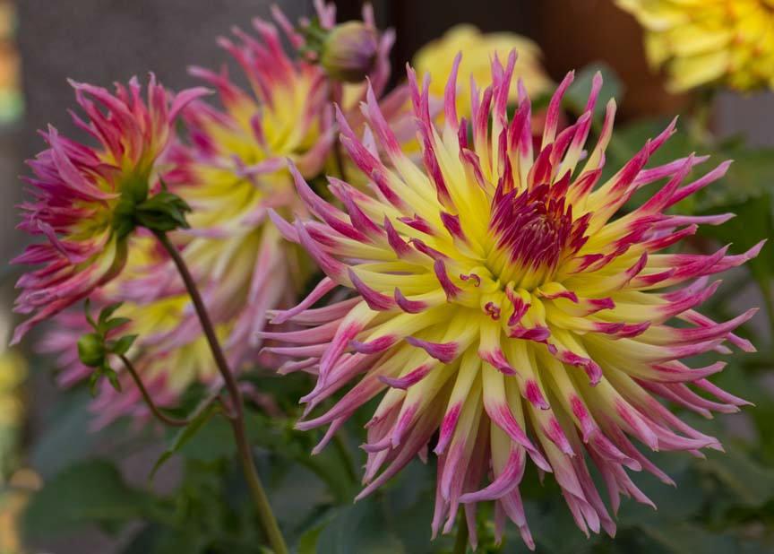 Lindsay Michelle Dahlia