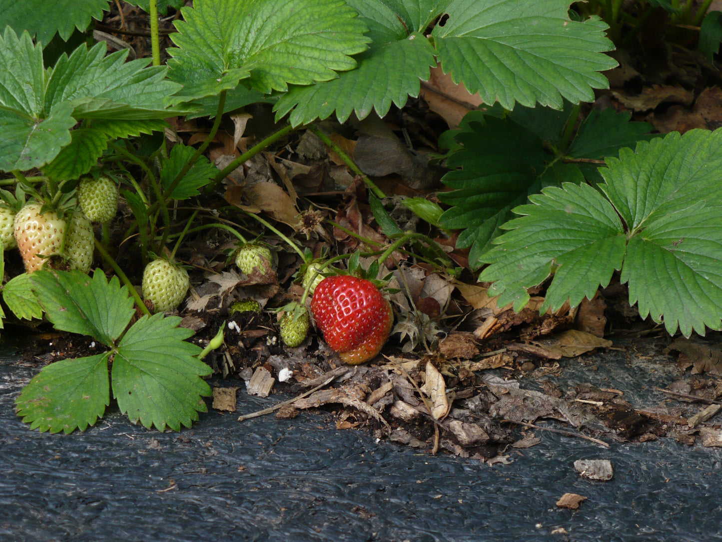 Eversweet® Day Neutral Everbearing Strawberry