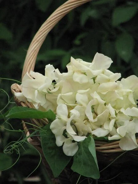 Juliet Sweet Pea seeds online shopping