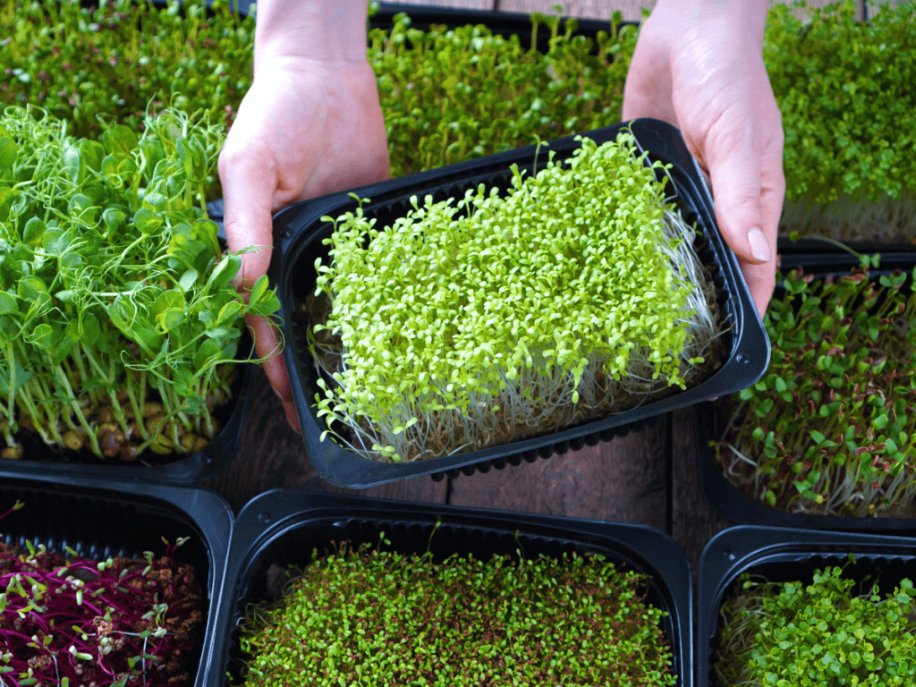 Cropking 52 lb Fodder and Microgreens Recirculating Hydroponics Cultivation System with Pump