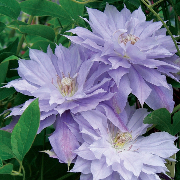 Mrs. P. T. James Clematis Vine