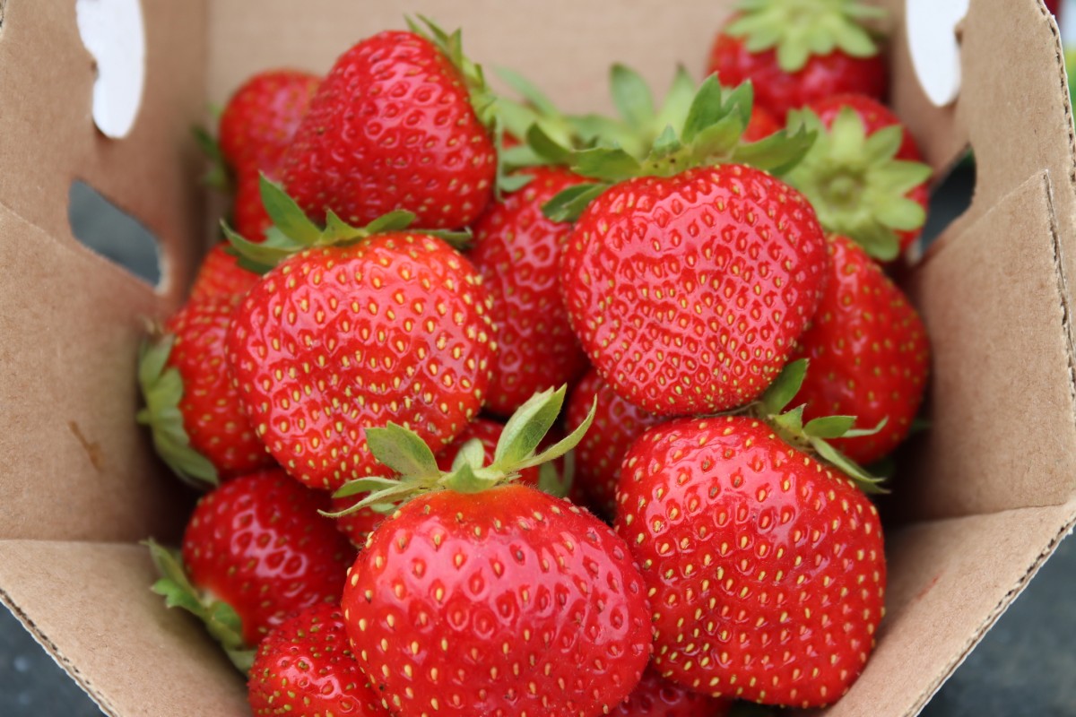 murano strawberry seeds Murano C Day Neutral Strawberry Plants – EVERGREEN