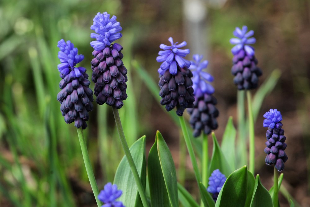 Latiflolium Muscari Bulbs