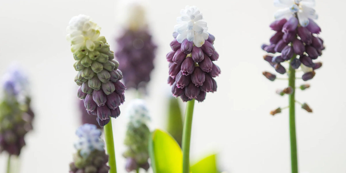 Grape Ice Muscari Bulbs