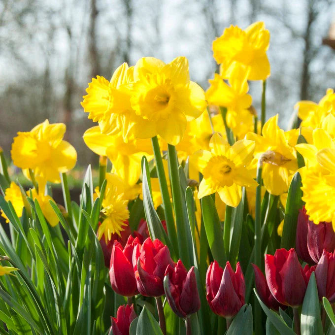 Dutch Master Narcissus Bulbs