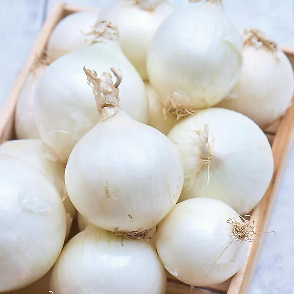 Snowball White Onion