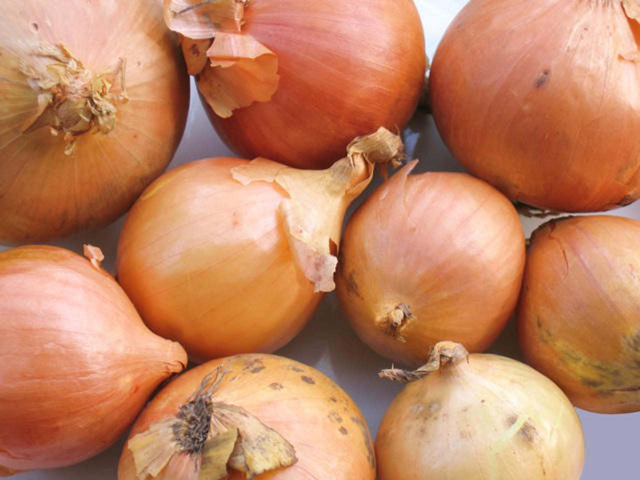 Sturon Spanish Onion