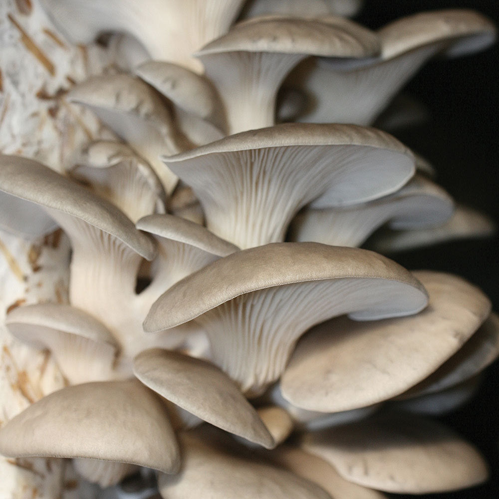 Grey Dove™ Oyster Mushroom - Pleurote Gris Grey Dove™