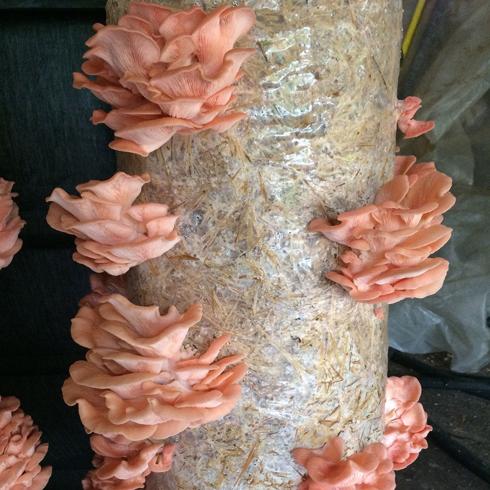 Pink Oyster Mushroom Live Mycelium