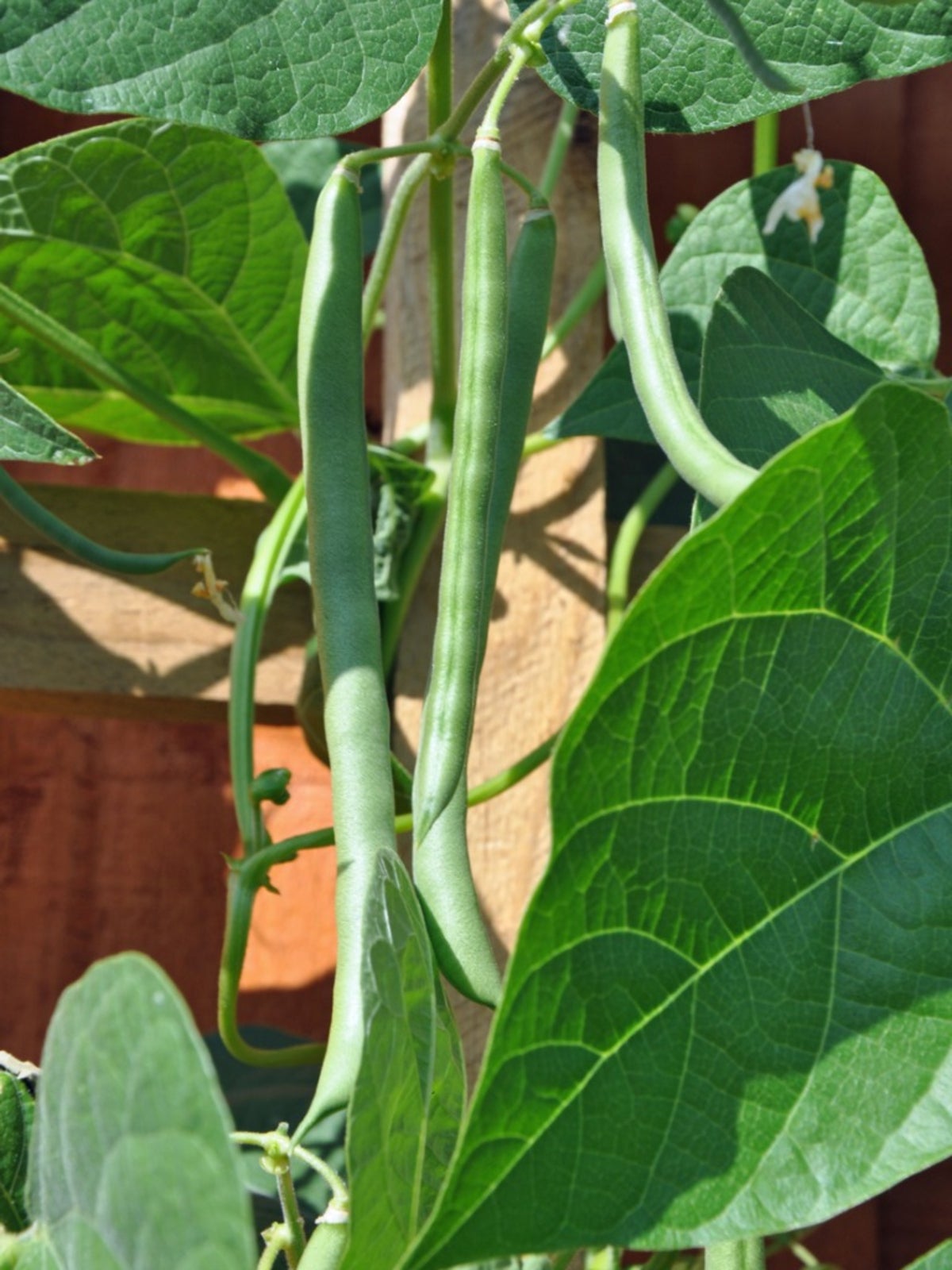Blue Lake Pole Bean Seeds online shopping