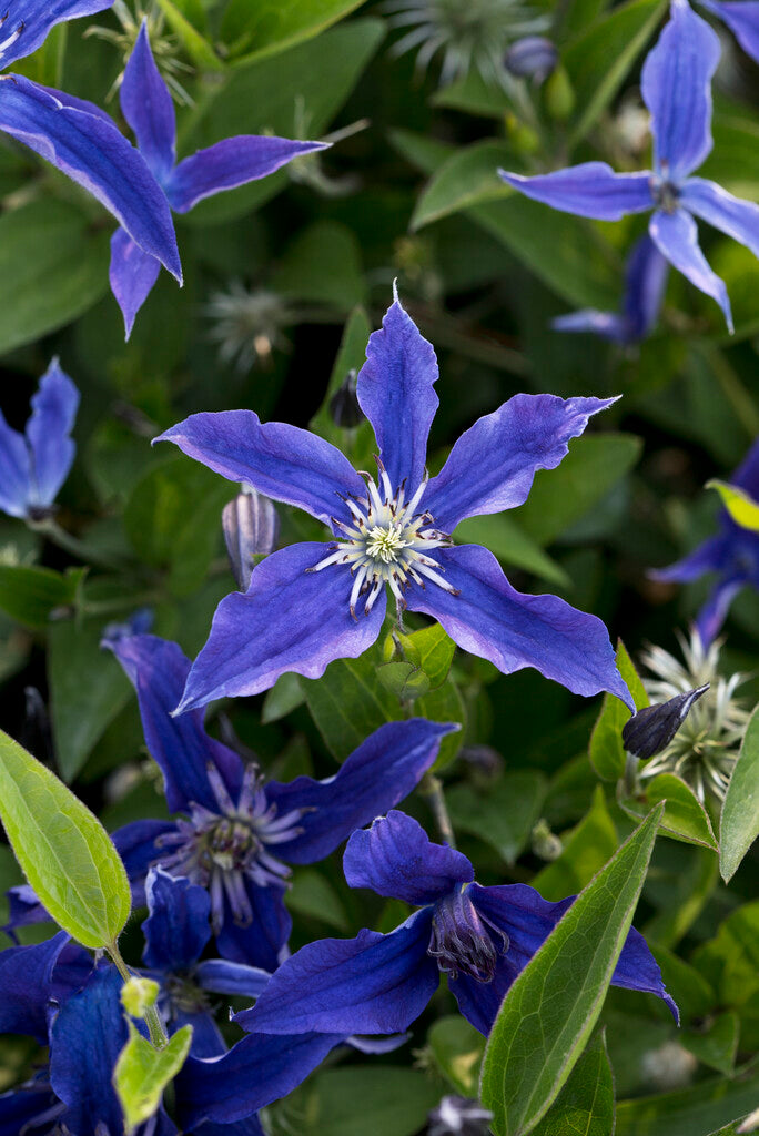 Saphyra Indigo Clematis Vine