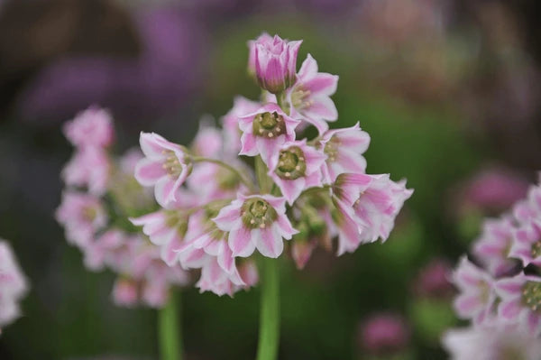 Roseum Tripedale Allium Bulbs