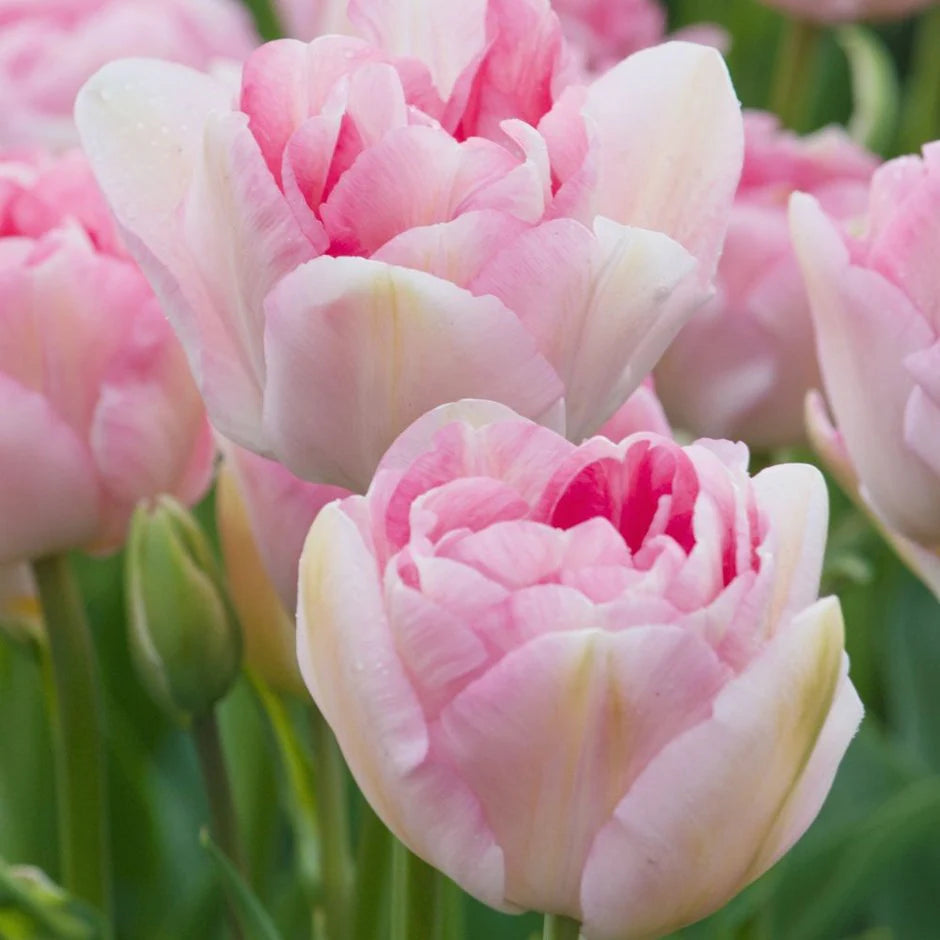 Angelic Tulip Bulbs