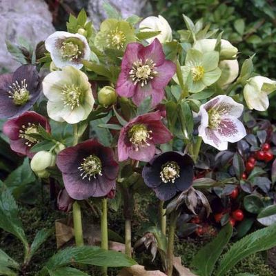 Hellebore orientalis Ballard Strain