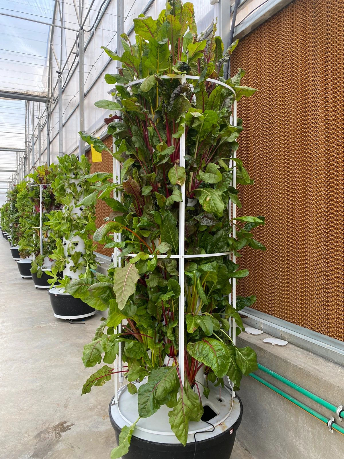 Lyine 40 Pot Vertical Growing Hydroponic Tower with Mechanical Timer