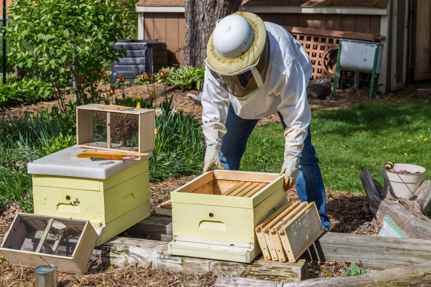 Live Package Honey Bees with Naturally Mated Queen Vaccinated for AFB