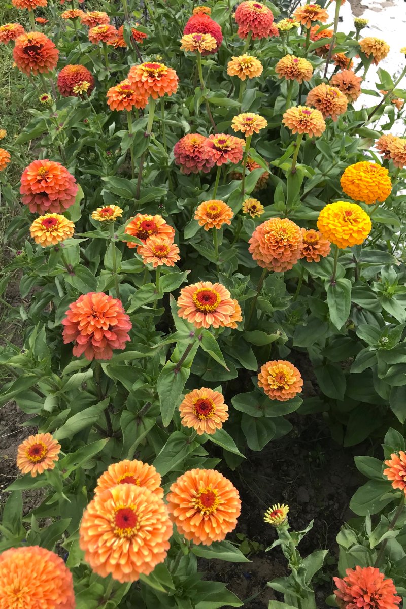 Queeny Lime Orange Zinnia Seeds online shopping