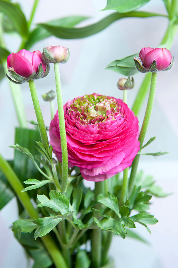 Reinette Red Ranunculus Corms