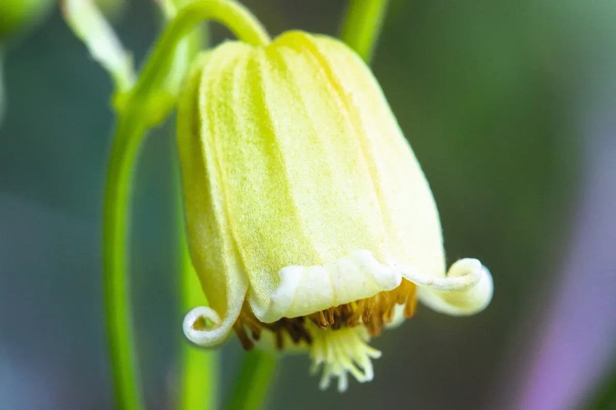 Rehderiana Clematis Vine