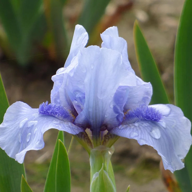 Iris pumila Blue