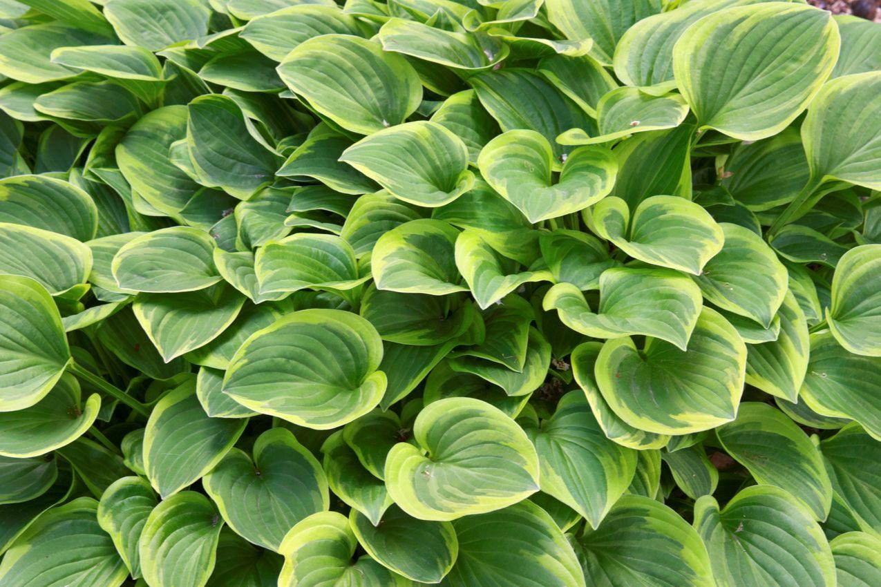 Golden Tiara Hosta Plant
