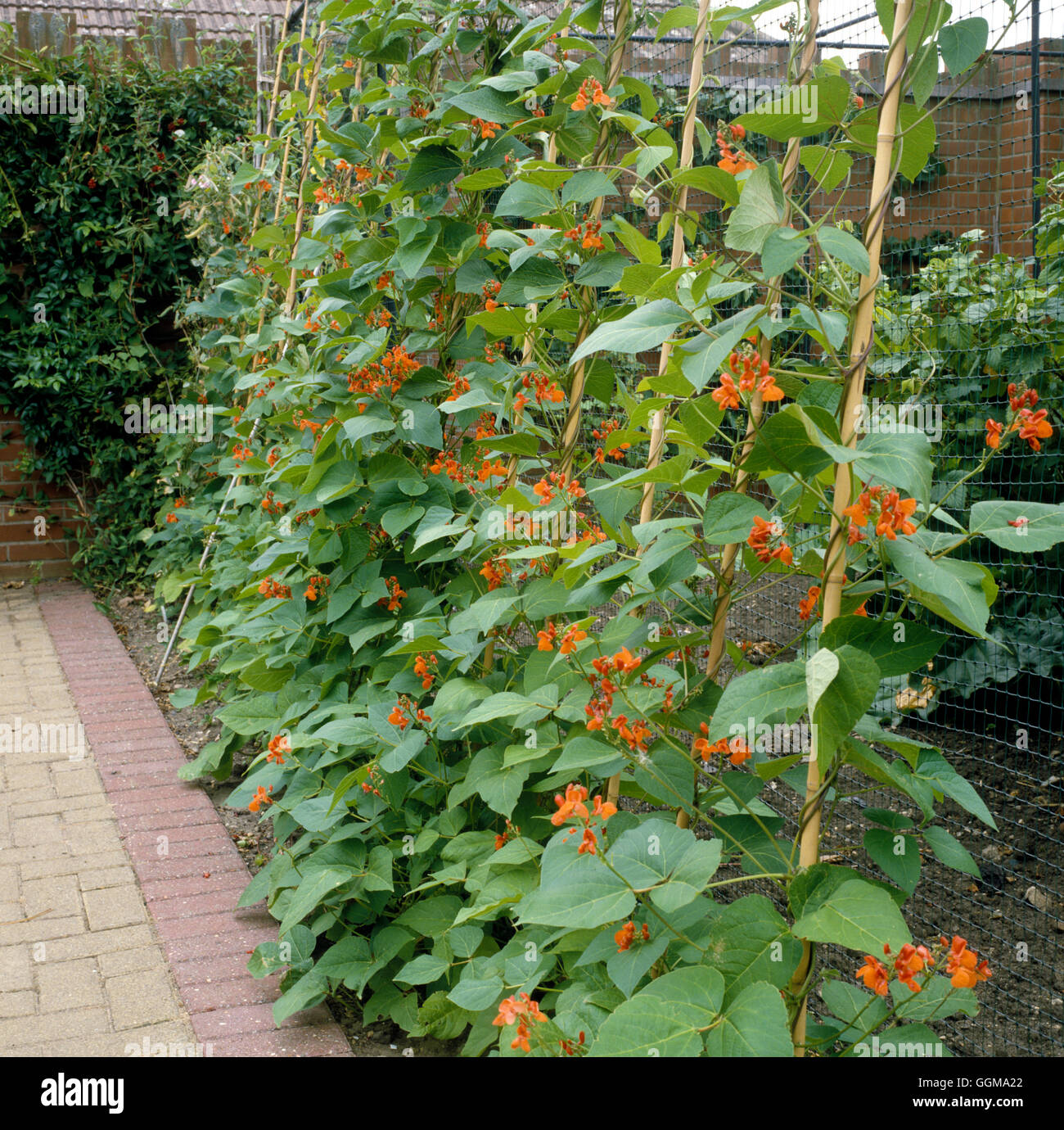 Scarlet Emperor Runner Bean Seeds online shopping