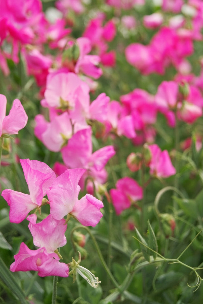 Royal Family Rose-Pink Sweet Pea Seeds online shopping