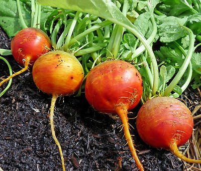 Touchstone Gold Beet Seeds online shopping