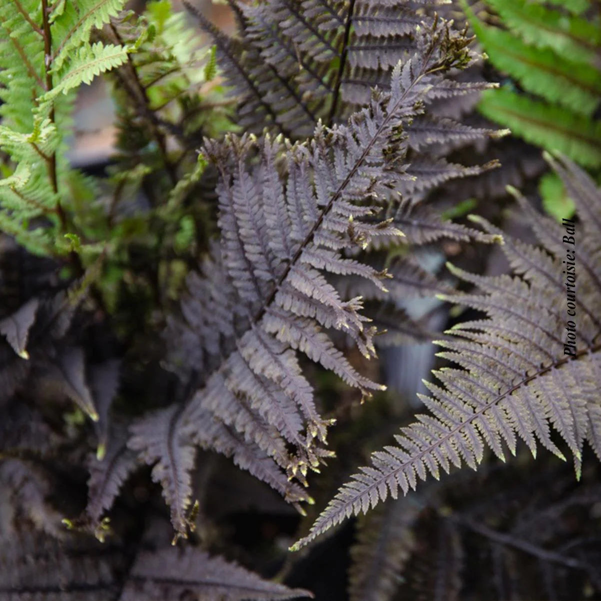Athyrium ‘Aubergine Lady’ Lady Fern