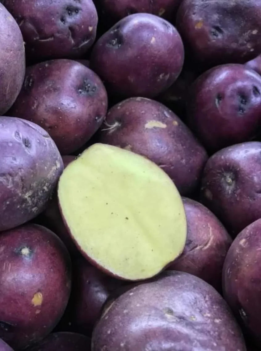 Huckleberry Gold Gourmet Potato