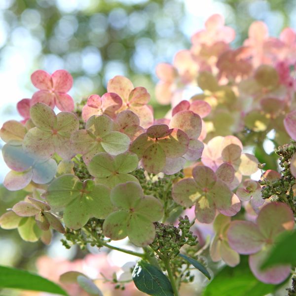 Hydrangea paniculata HPOPR018 Torch