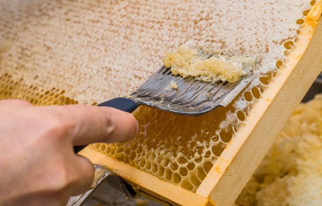 Stainless Steel Honeycomb Uncapping Scratcher with Burr Comb Remover