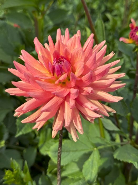 Whipper Snapper Dahlia