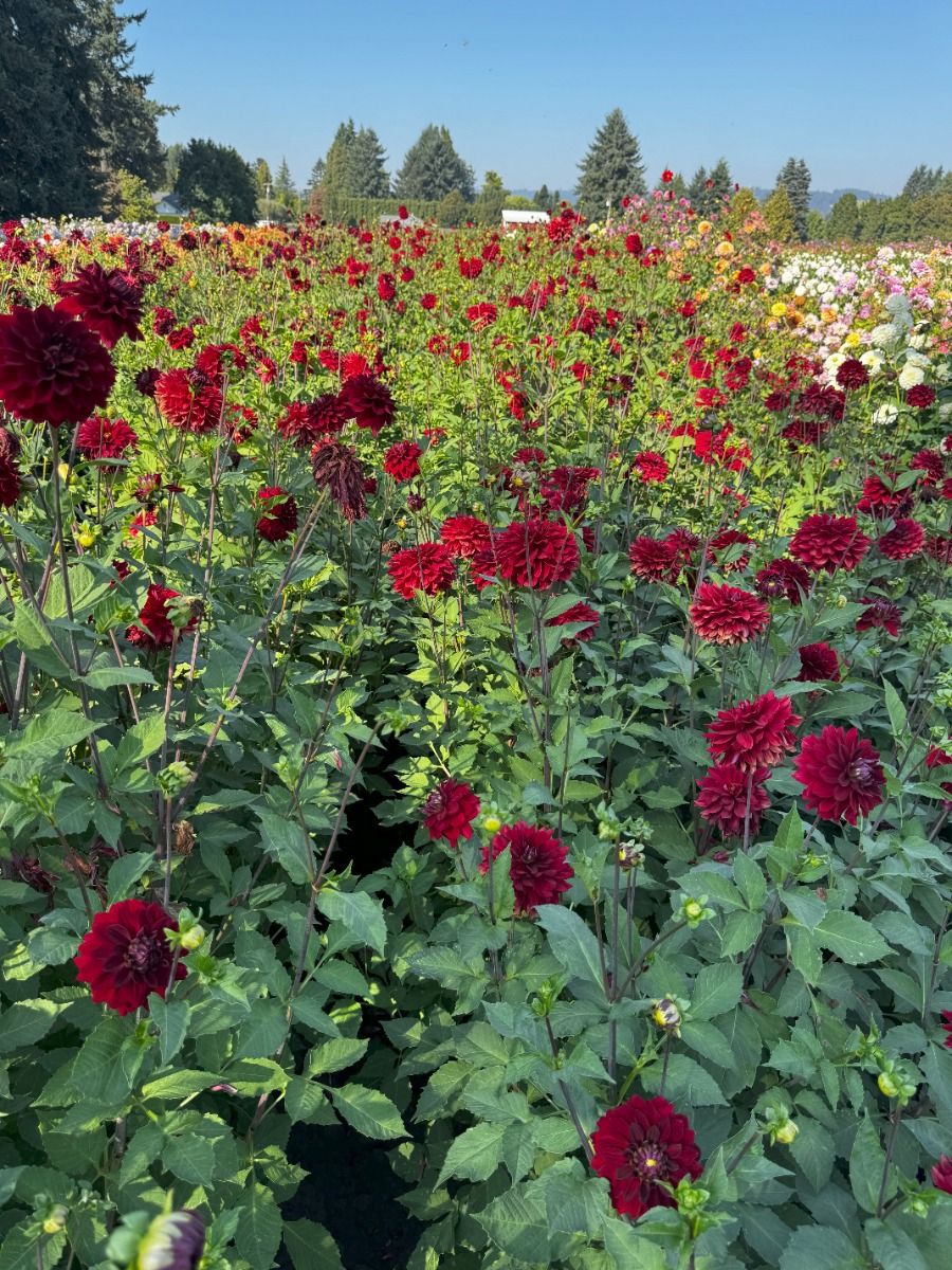 Opening Night Dahlia