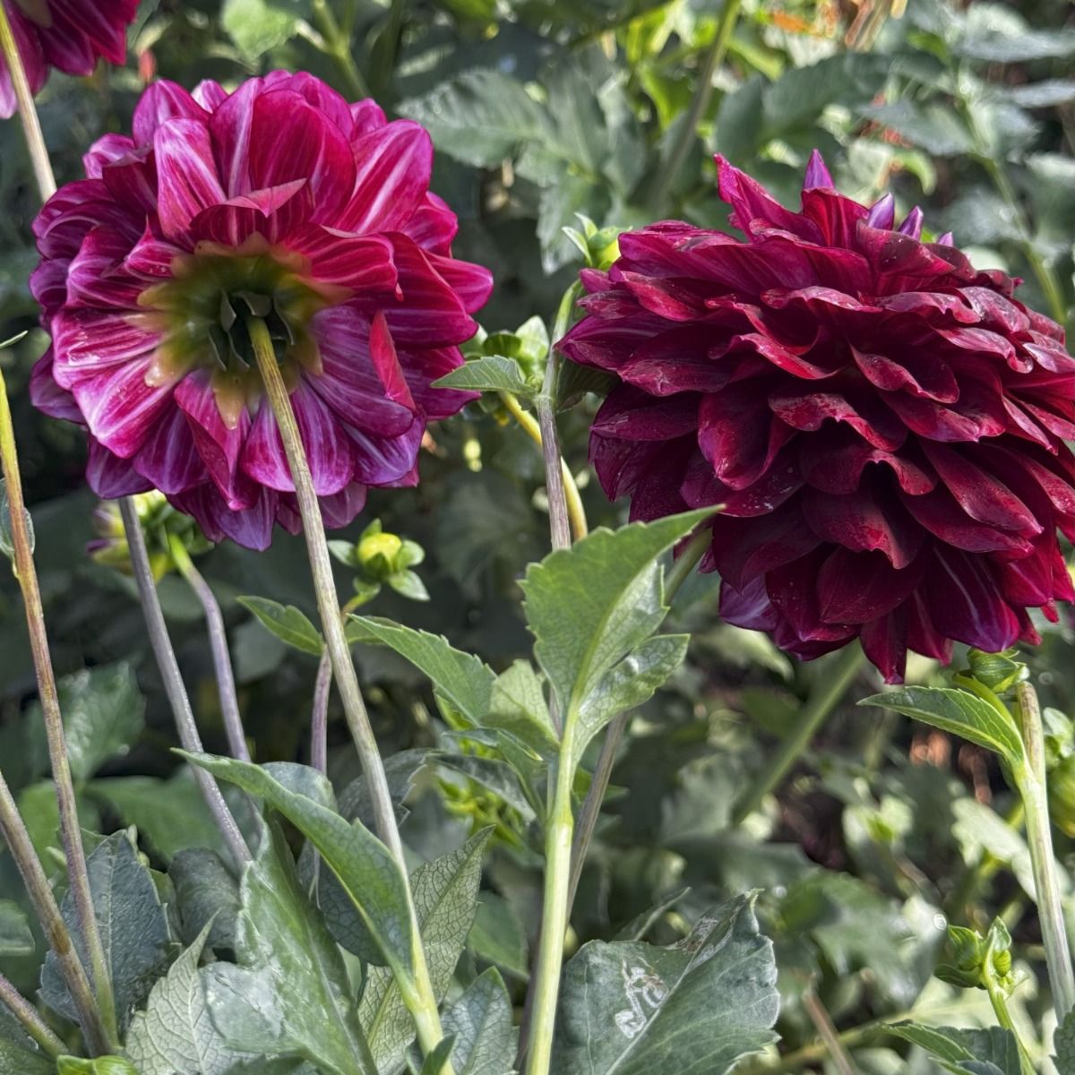 Star Dust Dahlia