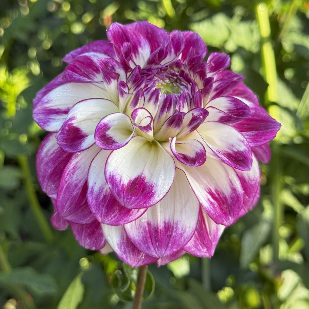 Miss Attitude Dahlia