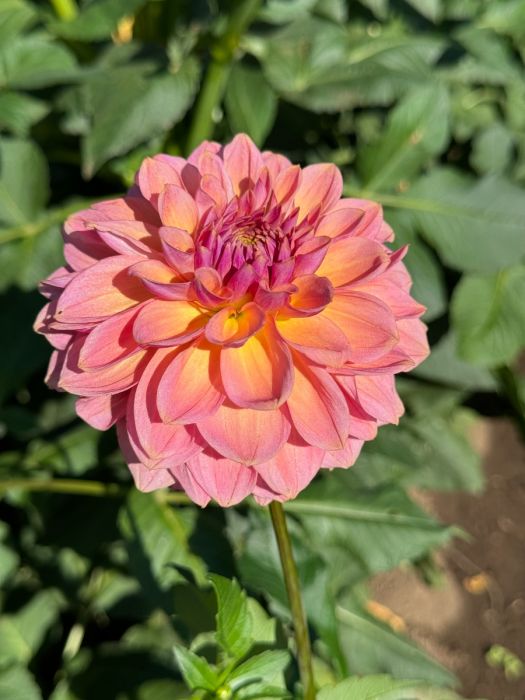 Sweet Treat Dahlia