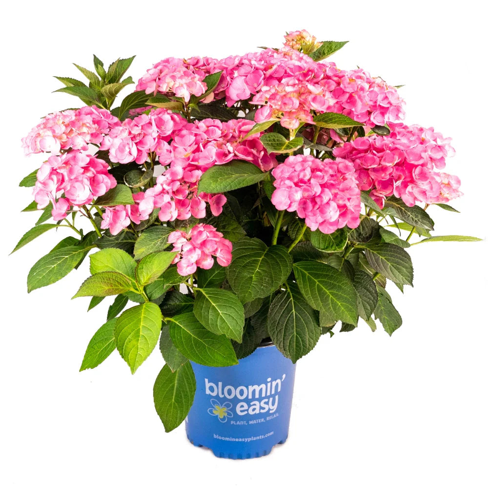 Hydrangea macrophylla Hokomasoma Soul Mate