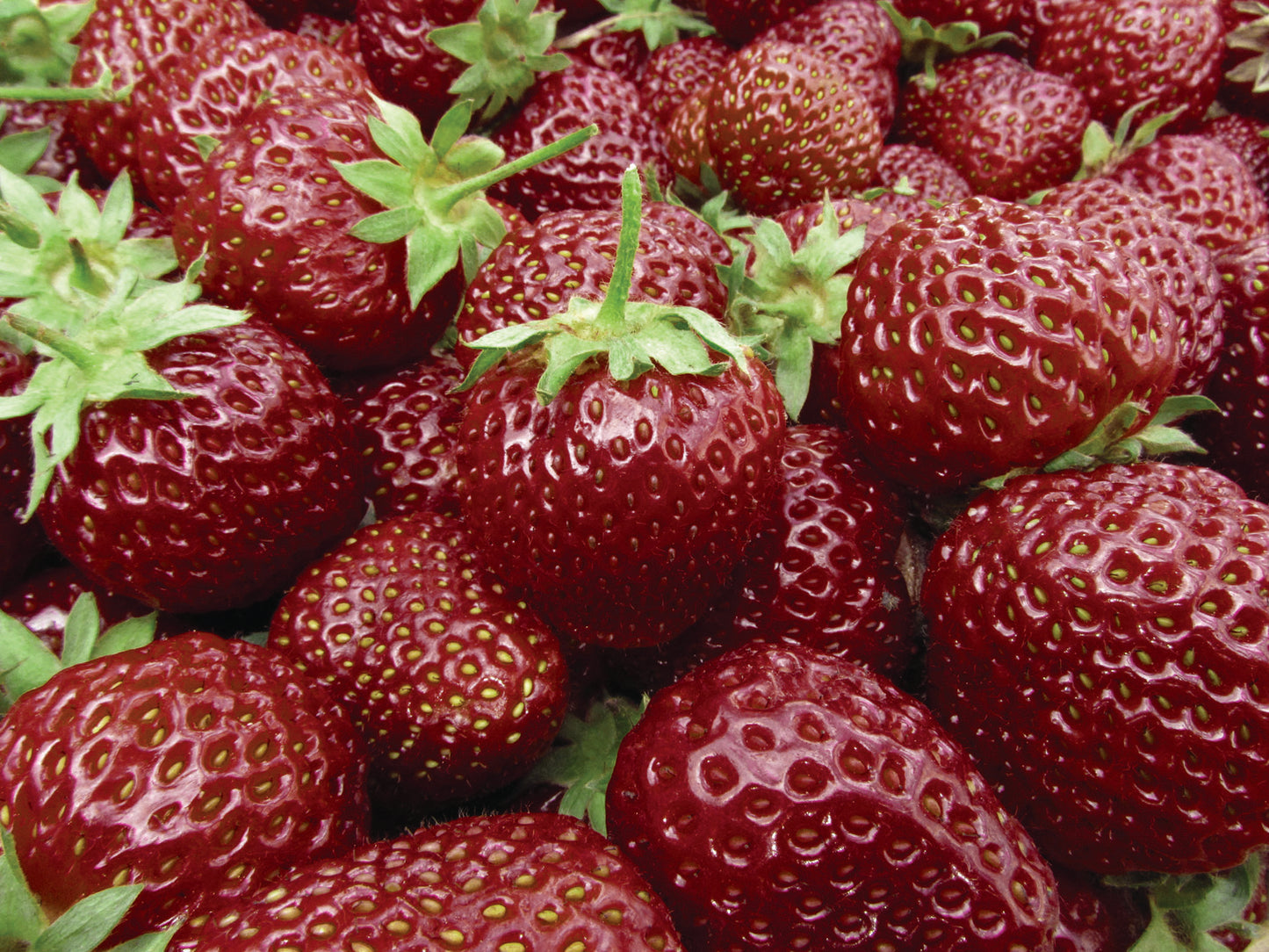 Cherryberry Strawberry Plants