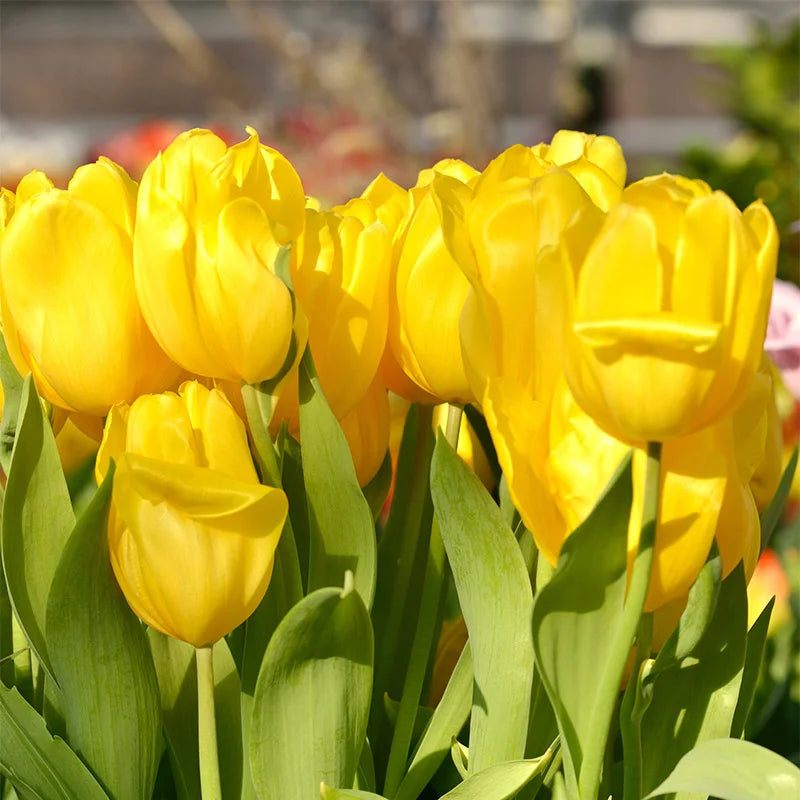 Strong Gold Tulip Bulbs