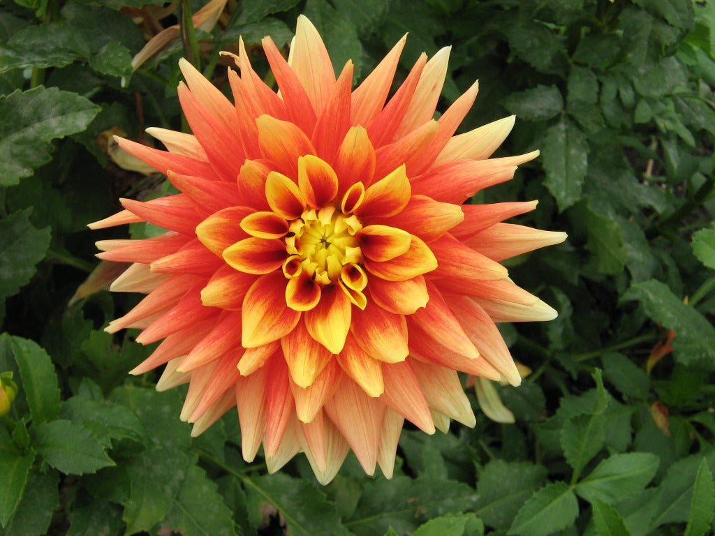 Swan’s Sunset Dahlia